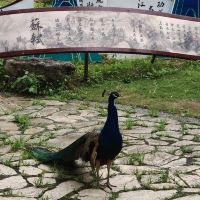 評論圖片 8