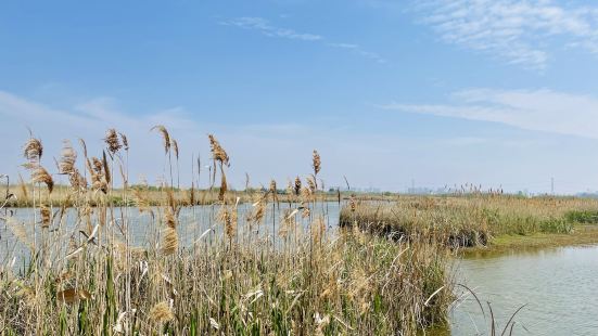 清明到杭州湾国家湿地公园。交通：自驾相当方便，过了杭州湾跨海