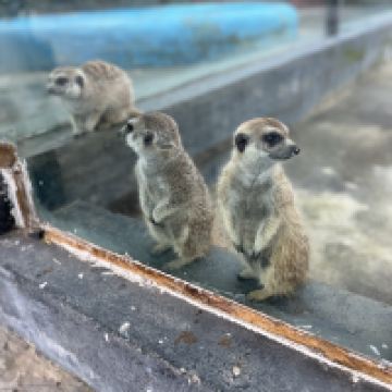 評論圖片 5