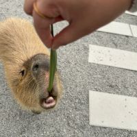 評論圖片 4