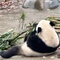 評論圖片 5