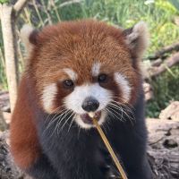 評論圖片 1
