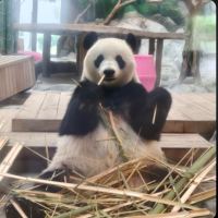 評論圖片 3