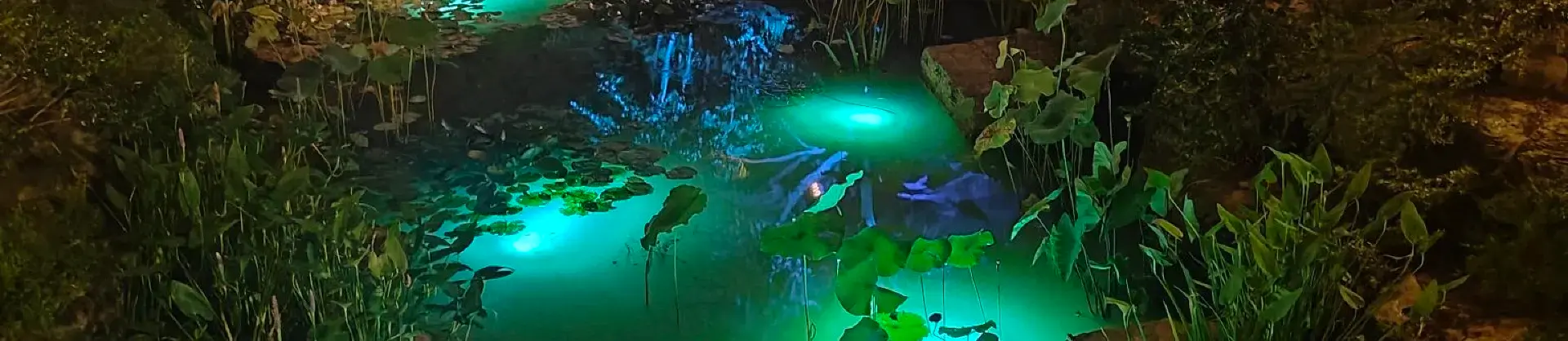 Night Attractions