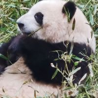評論圖片 1