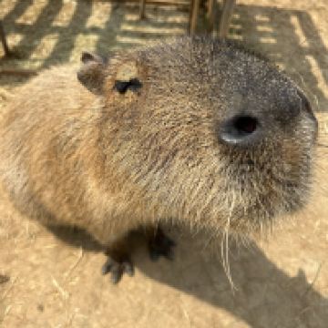 評論圖片 1