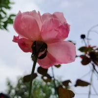 評論圖片 3
