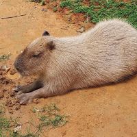 評論圖片 6