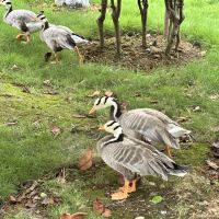 評論圖片 8