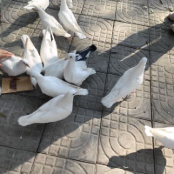 評論圖片 1