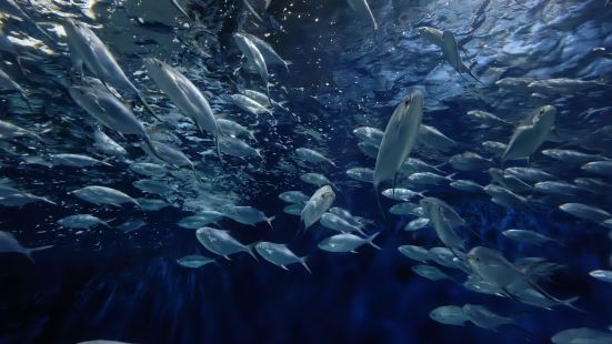 上海海洋水族馆在陆家嘴金融区，离东方明珠很近。公交地铁很方便
