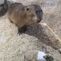 評論圖片 2