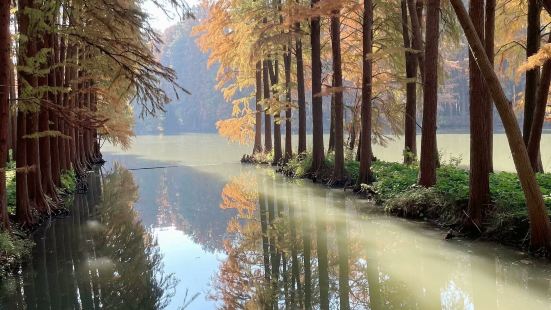 李中水上森林公园位于兴化市的西北方向，景区没栽植有10万株高