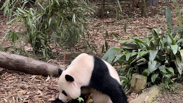 review picture