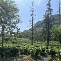 評論圖片 1
