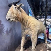 評論圖片 1
