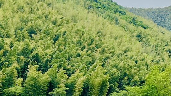 非常漂亮的竹海。五月三日天气不错，人山人海。索道排队要三小时