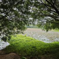 評論圖片 9