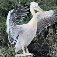評論圖片 1
