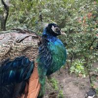評論圖片 1