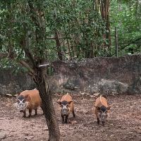 評論圖片 6