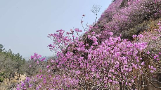 大珠山距离青岛比较远，独有杜鹃花，来看一次不容易😂。下次不