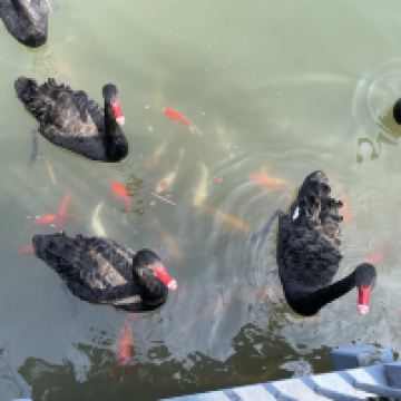 評論圖片 2