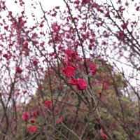 評論圖片 3