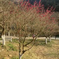 評論圖片 4