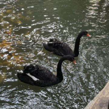 評論圖片 7