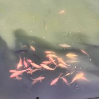 評論圖片 6