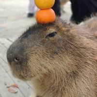 評論圖片 2