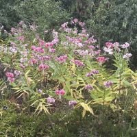 評論圖片 2