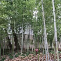 評論圖片 4