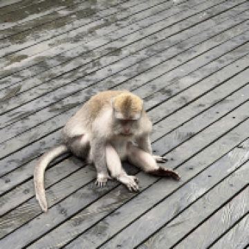 評論圖片 4