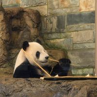 評論圖片 2