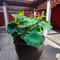 評論圖片 2