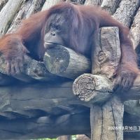 評論圖片 9
