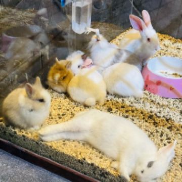 評論圖片 6