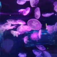 評論圖片 3