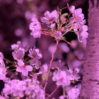評論圖片 4