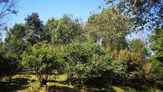 環境優美，茶山之上古樹與茶樹交相生長，茶農熱情周到，普洱茶香