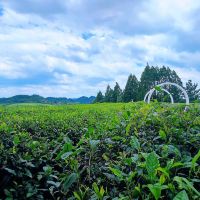 評論圖片 6