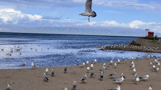 多年前來過青海湖，當時周邊當地居民說在哪兒看都一樣，就在周邊