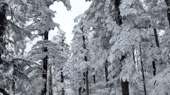 瓦屋山真的太美了，大雪覆盖的原始森林，适合步行的步道，可爱的