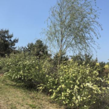 評論圖片 9