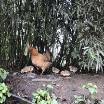 評論圖片 6