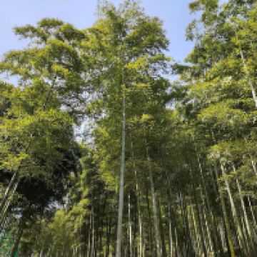 評論圖片 5