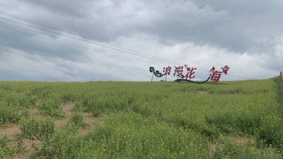 門源百里油菜花-中國最大的油菜花花田，這裏的海拔有3000多
