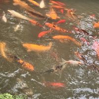 評論圖片 6